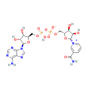Reference molecular structure illustration for Nicotinamide Adenine Dinucleotide